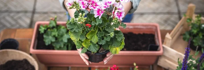 Person hält rosa Geranie über Blumentöpfe